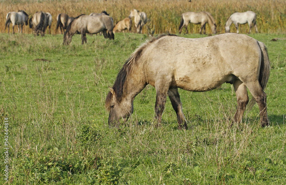 Konik wild horses in Oostvaardersplassen nature reserve in Holland. Konik wild horses in Oostvaardersplassen nature reserve in Holland.