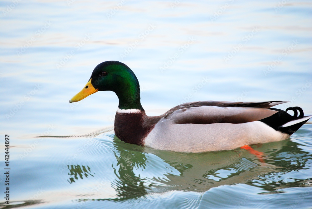 Canard Canard