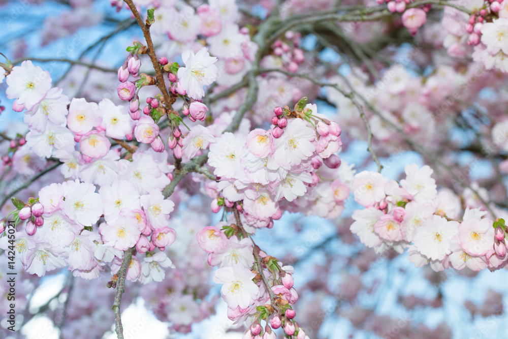 Fototapeta premium Cherry Tree