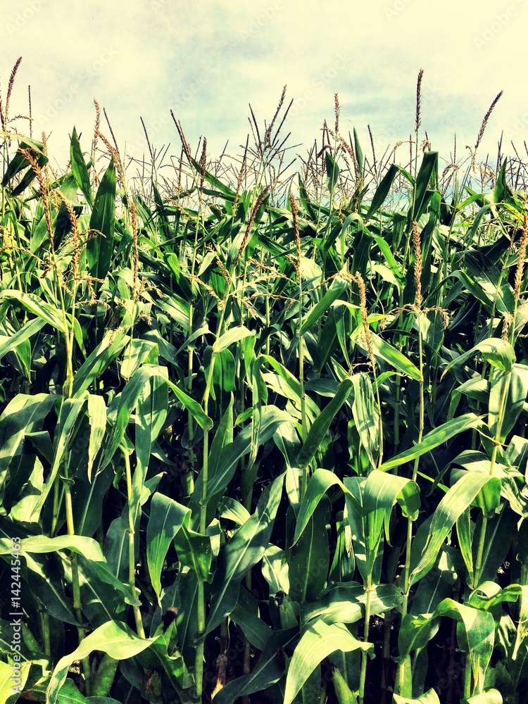 Corn fields Corn fields