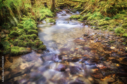 A magical looking stream in a woods