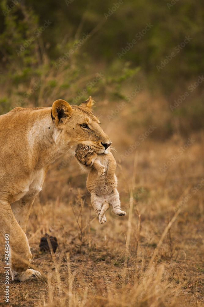 lions lions