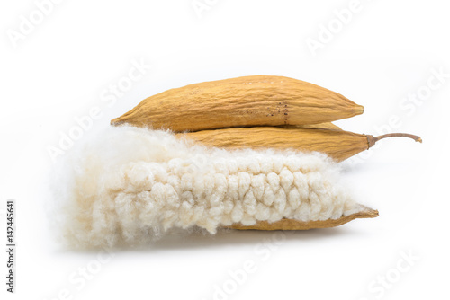 kapok seeds with white fiber for making pillow