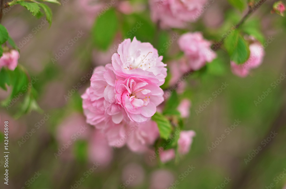 Almond blossoms (Prunus triloba Plena). Flowers closeup Almond blossoms (Prunus triloba Plena). Flowers closeup