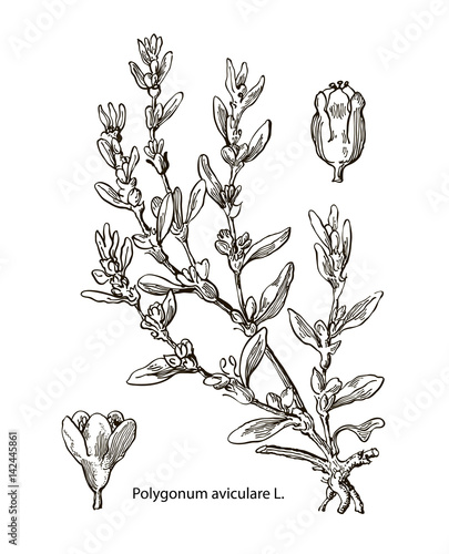 Vector images of medicinal plants. Detailed botanical illustration for your design. Aviculare