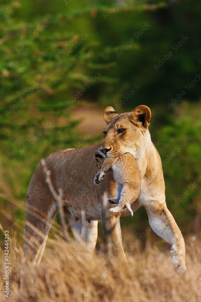 Fototapeta premium lions