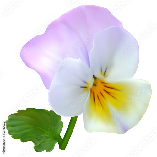 Viola flower