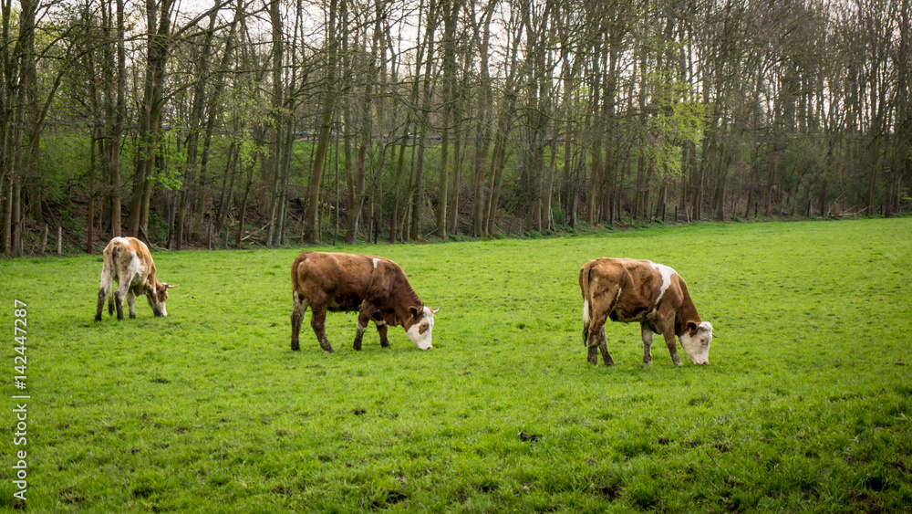 Dirty cow. Cows grazing on a green field