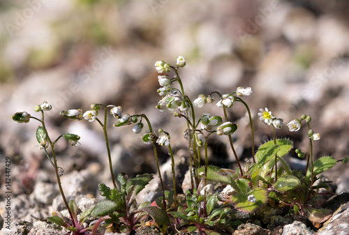 Piccolissimi fiori bianchi su pietre. photo