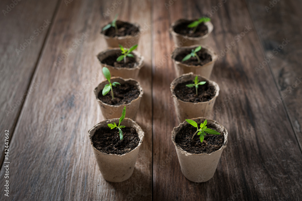 Young seedlings planted in peat pots.