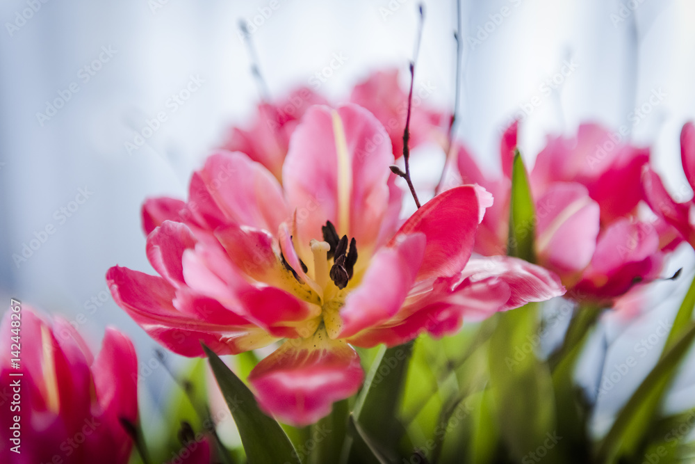 Tulpe, Baselland, Tulpenfeld, Blumenstrauss, Frühlingsblume, pink