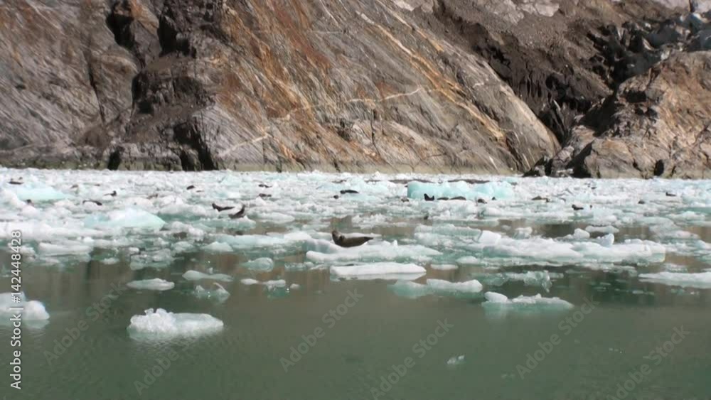 Moving Ice Floes on background of mountain on water Pacific Ocean in Alaska. Amazing landscapes. Beautiful rest and tourism in a cool climate. Unique picture of nature in America. Moving Ice Floes on background of mountain on water Pacific Ocean in Alaska. Amazing landscapes. Beautiful rest and tourism in a cool climate. Unique picture of nature in America.
