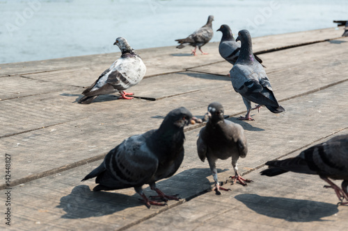 Pigeon on wooden floor with river view background