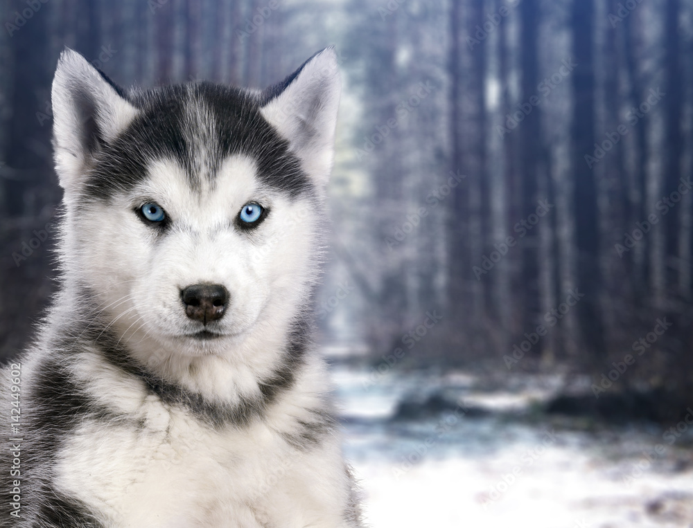 Fototapeta premium Portrait black and white Husky dog in the background of winter forest