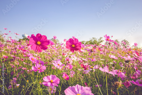 pink cosmos flower blooming in the field