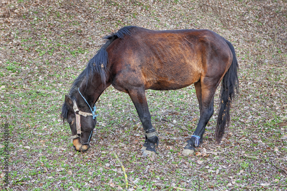 Fototapeta premium horse with tied legs