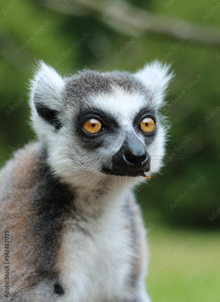 Portrait of yellow eyed lemur on a greed background Portrait of yellow eyed lemur on a greed background
