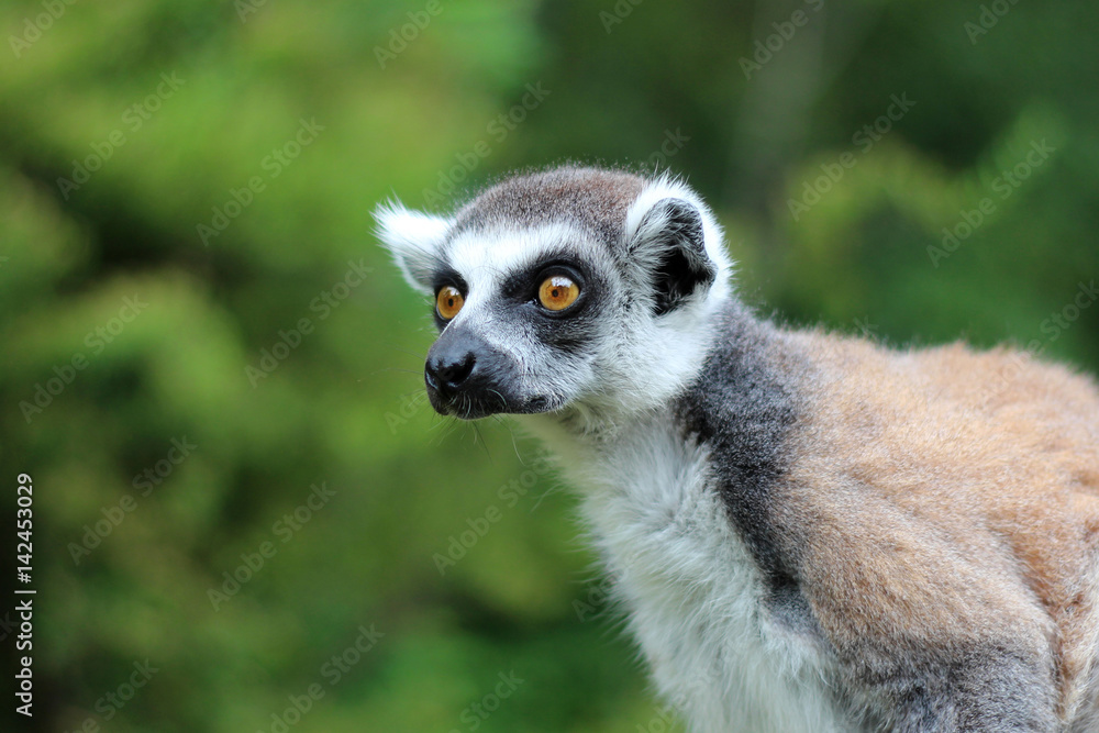 Obraz premium Portrait of yellow eyed lemur on a greed background