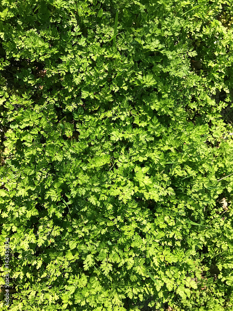 Bright green grass. Bright green grass.