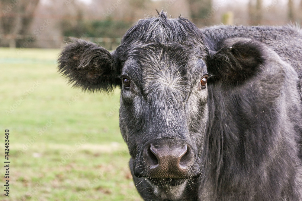 Close up of a grey cow looking straight at the camera