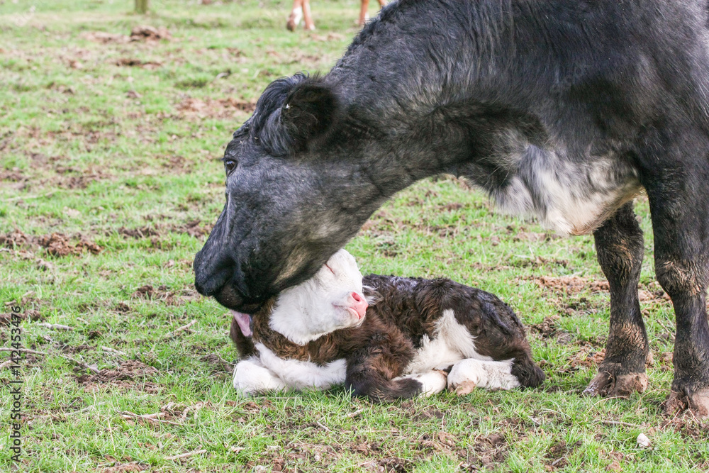 Fototapeta premium Mother cow lovingly licks her young calf