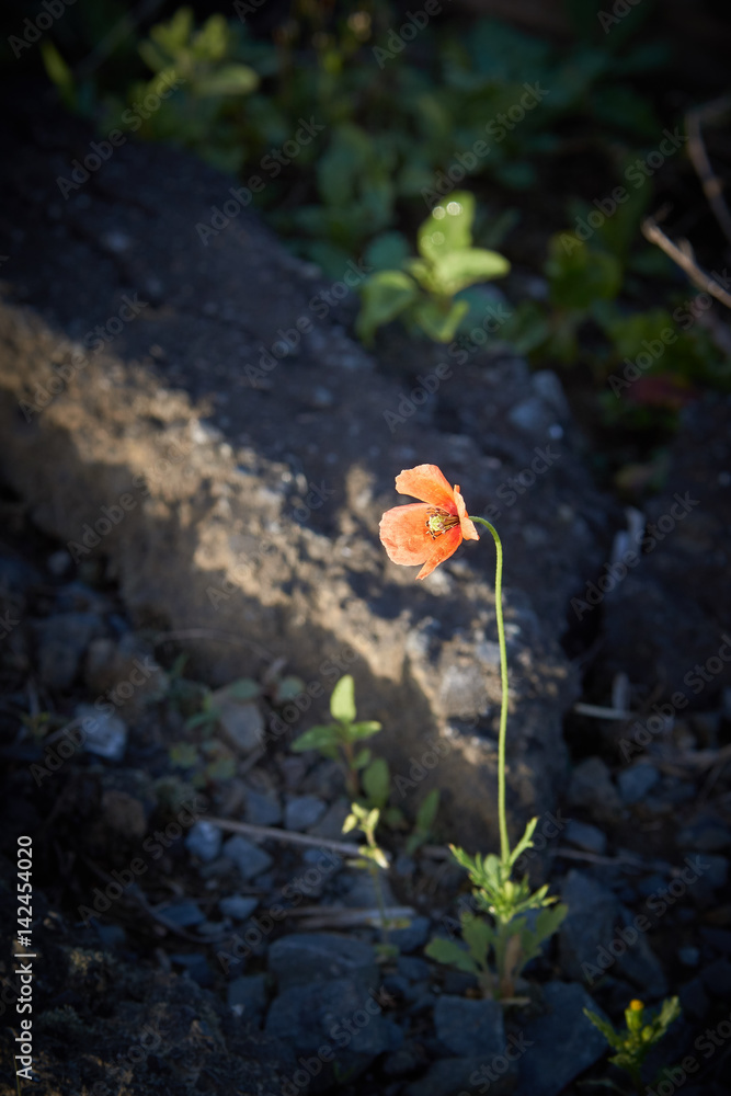 アスファルトに咲く一輪の花 Stock 写真 Adobe Stock アスファルトに咲く一輪の花 Stock 写真 Adobe Stock