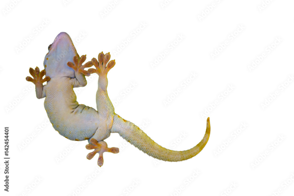Obraz premium Reptile on white background