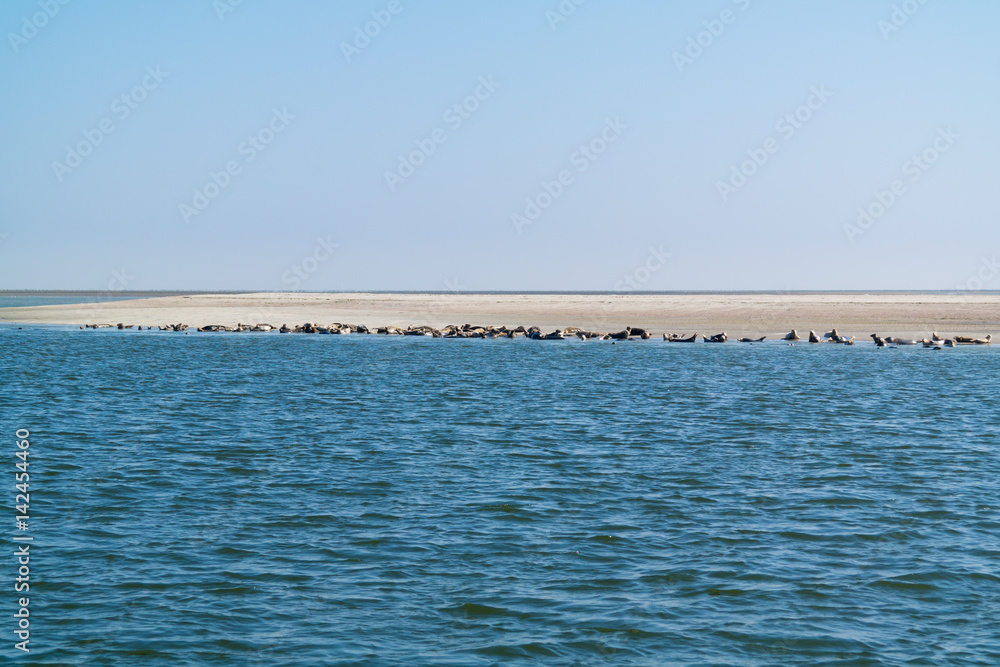 Obraz premium Group of seals resting on sand bank in Waddensea, Netherlands