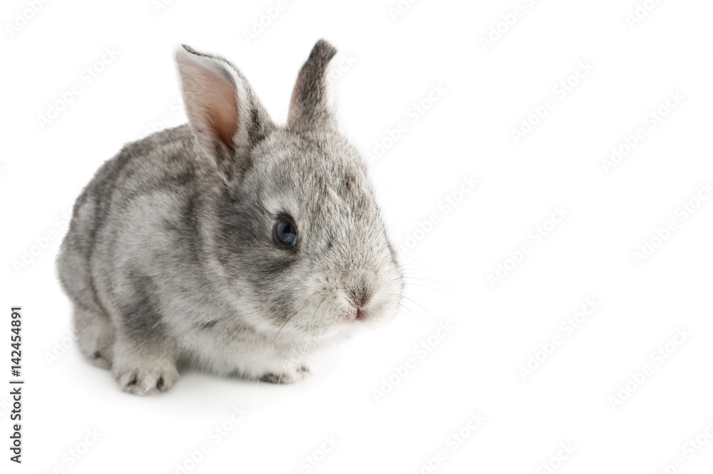 Cute little baby rabbit on white background, isolated