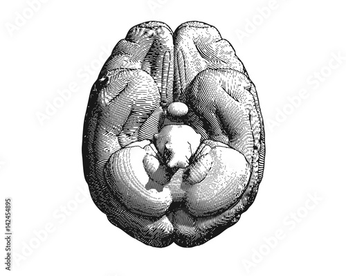 Engraving brain illustration bottom view on white BG