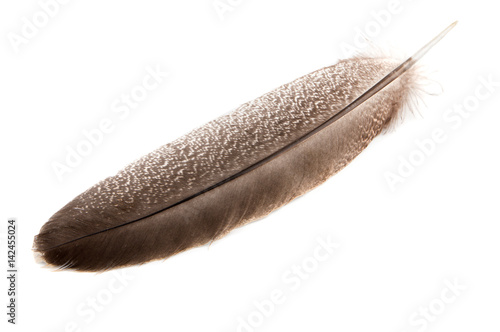 A feather from a turkey wing on a white background close-up