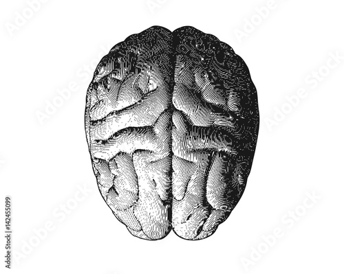 Engraving brain top view on white BG