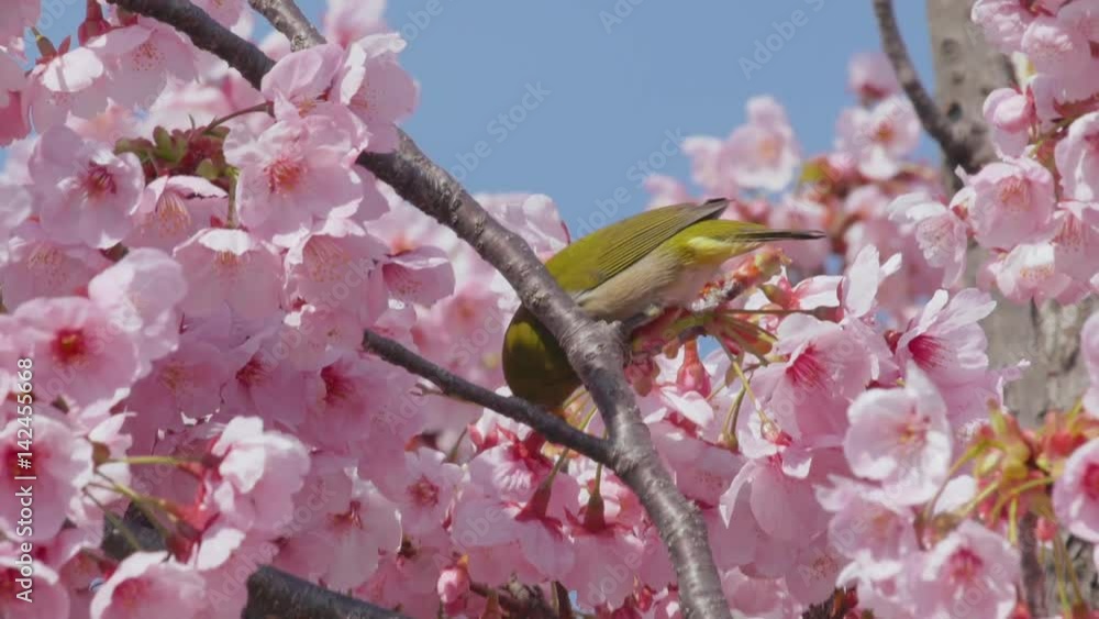 Cherry blossom trees with white-eye little bird in spring
Cherry blossom trees with white-eye little bird in spring