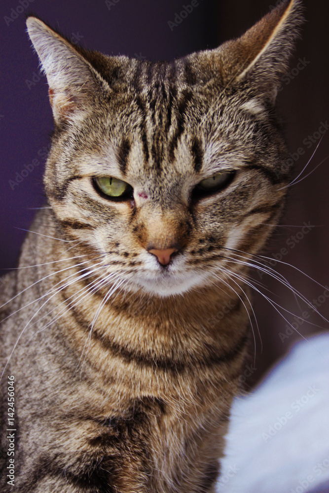 Aggressive-looking tabby green eyed cat Aggressive-looking tabby green eyed cat
