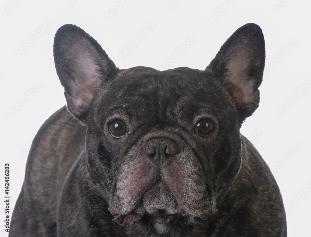 brindle french bulldog