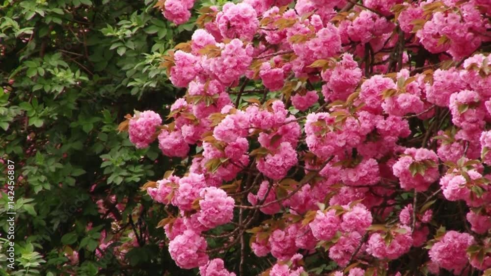 Japanese Sakura blooming tree. Pink lush leaves and stems. Japanese Sakura blooming tree. Pink lush leaves and stems.