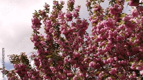 Wallpaper Mural Japanese Sakura blooming tree. Pink lush leaves and stems. Torontodigital.ca
