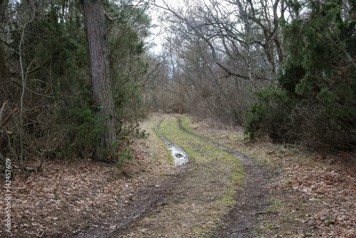 Winding dirt road through a meadow