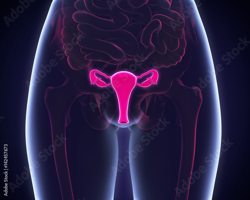 Obraz na płótnie Female Reproductive System