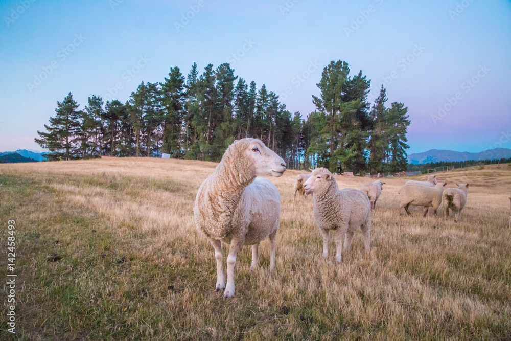 Obraz premium Beautiful sunset background with sheep on the agricultural field. Sheep with only one ear on the agricultural field in New Zealand. Sheep farming in Central Otago.
