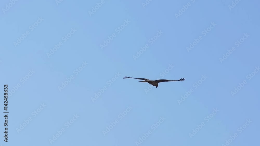 A black kite circling in blue sky
A black kite circling in blue sky