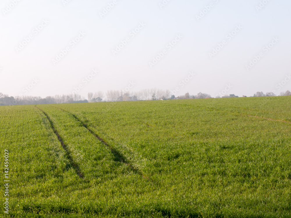 Lush Green Fields in the Height of Spring