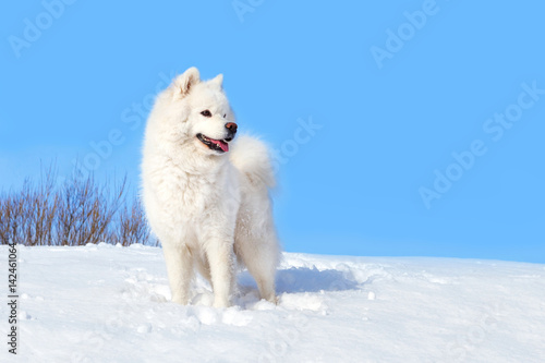 White dog Samoyed on the background of white snow and blue sky on a Sunny winter day