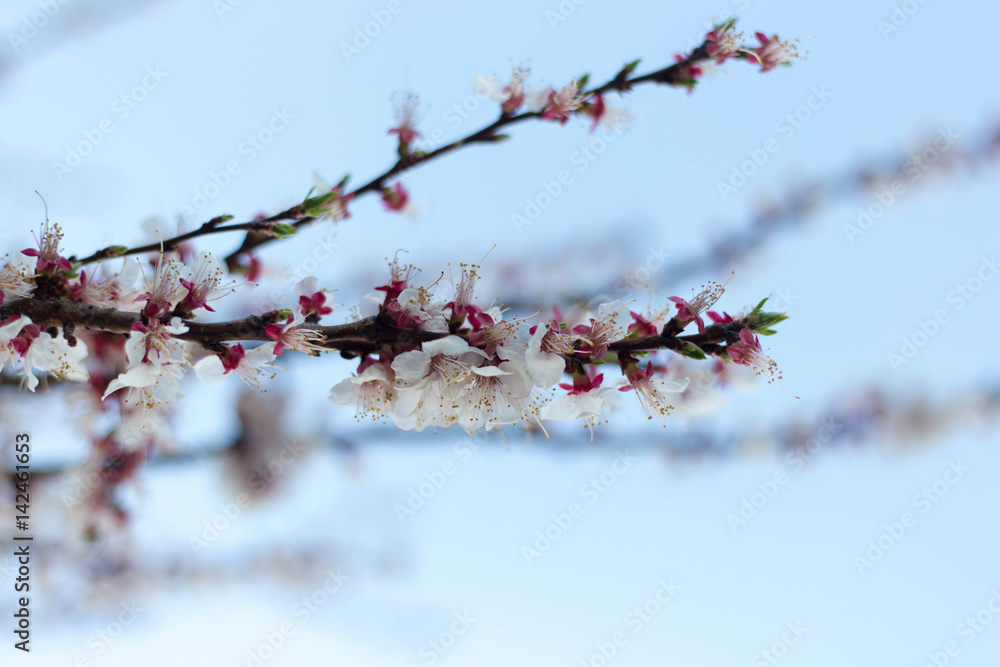Spring tree pink flowers and green leaves on blue sky background Spring tree pink flowers and green leaves on blue sky background