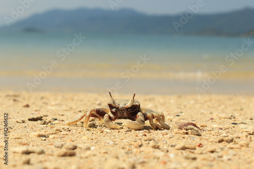 crab, beach, sea, nature