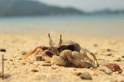 crab, beach, sea, nature