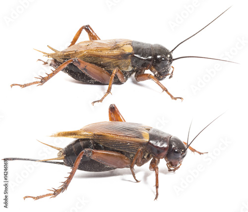 Closeup side view of red cricket isolated on white background, collection male and female cricket 