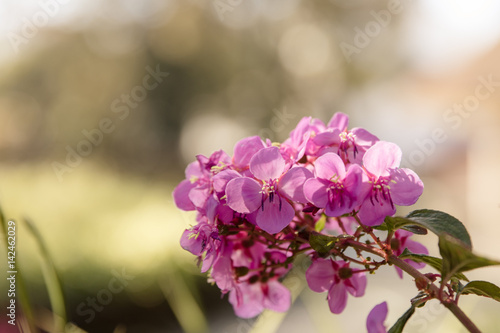 Wallpaper Mural pinke Blume mit Blüten und Bokeh im Sonnenschein Torontodigital.ca