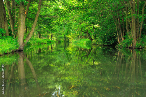 Im Kanu durch den Spreewald, dichter Wald spiegelt sich im Wasser eines Fließes