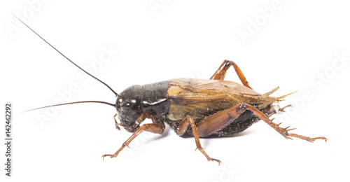 Closeup side view of red cricket isolated on white background, collection male and female cricket  © noombluesman